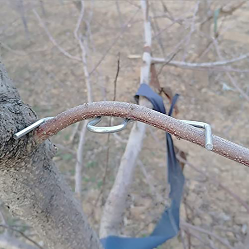30pcs/set Fruit Tree Branch Pu - مراجعة Fruit Roll Up وسعره