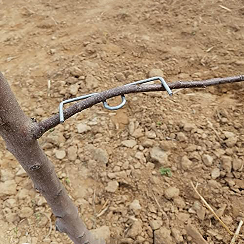 30pcs/set Fruit Tree Branch Pu - مراجعة Fruit Roll Up وسعره