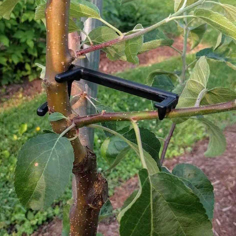 Fruit Tree Branch Puller Plant - مراجعة Fruit Roll Up وسعره