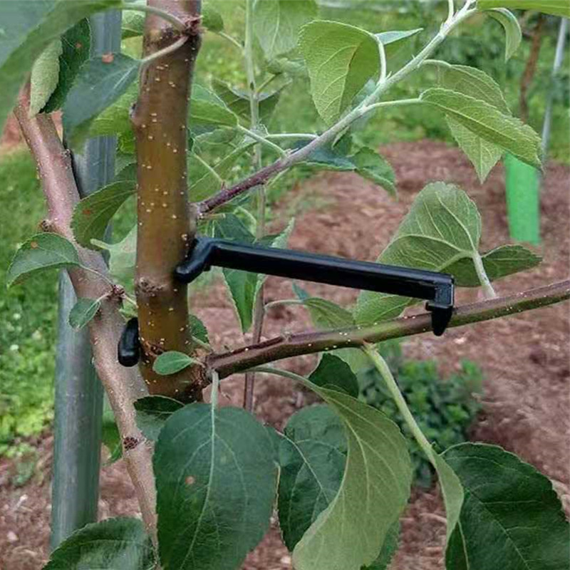 Fruit Tree Branch Puller Plant - مراجعة Fruit Roll Up وسعره