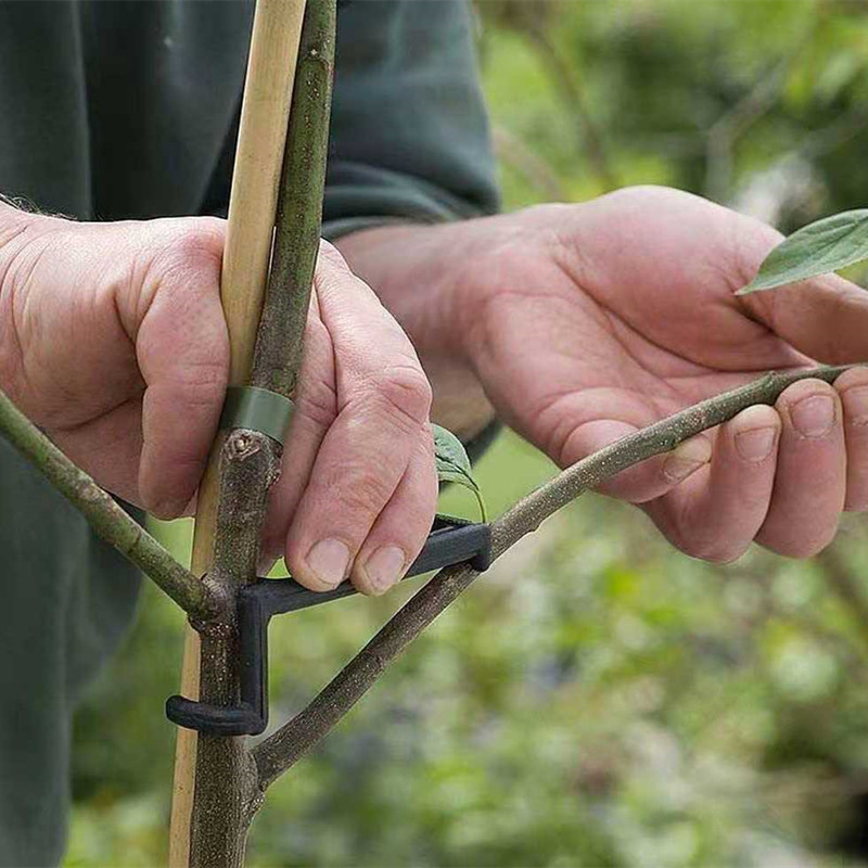 Fruit Tree Branch Puller Plant - مراجعة Fruit Roll Up وسعره